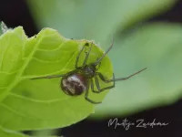 Kogelspinnen [Theridiidae]